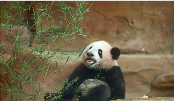 印尼华裔蔡亚声：把大熊猫带到赤道的人